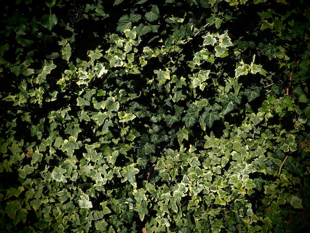 Hiedra común o Hedera helix Un arbusto trepador de hoja perenne una planta trepadora que se adhiere a los objetos con sus raíces parecidas a chupones Jardinería vertical de cercas paredes Diseño de parques y jardines