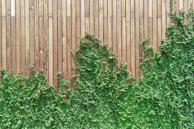 Hiedra en la pared de madera.