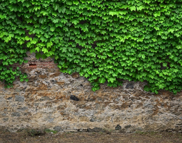 hiedra en la pared, vista frontal