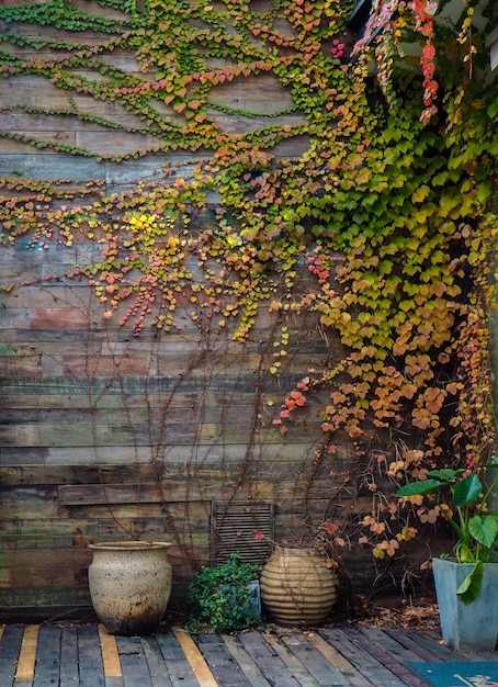 Hiedra verde amarilla trepando en la valla de madera Planta enredadera en la pared de madera de la casa Vid de hiedra en panel de madera Fondo vintage Jardín al aire libre Hojas naturales cubiertas en panel de madera