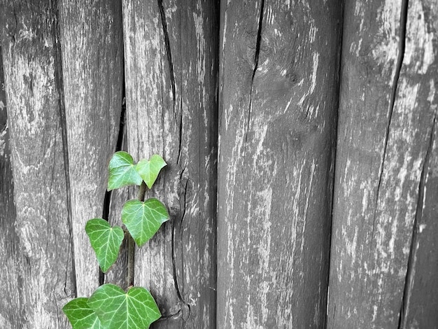 La hiedra verde se arrastra sobre una valla de madera antigua, un bonito fondo, un papel pintado.