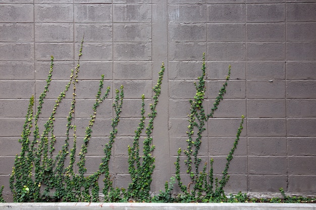 Hiedra verde begine creciendo en la pared de cemento