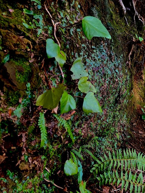 Hiedra verde sobre un fondo de piedra