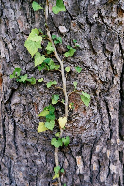 Hiedra verde tejiendo a lo largo del tronco de un árbol