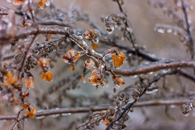 El hielo cubre la planta en el jardín.