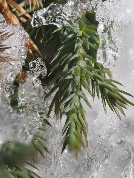 Foto hielo en las ramas del enebro.