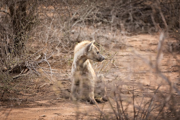 Hiena adulta no final da tarde luz solar Kruger National Park África do Sul