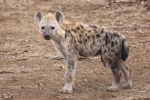 Foto hiena africana com manchas pretas