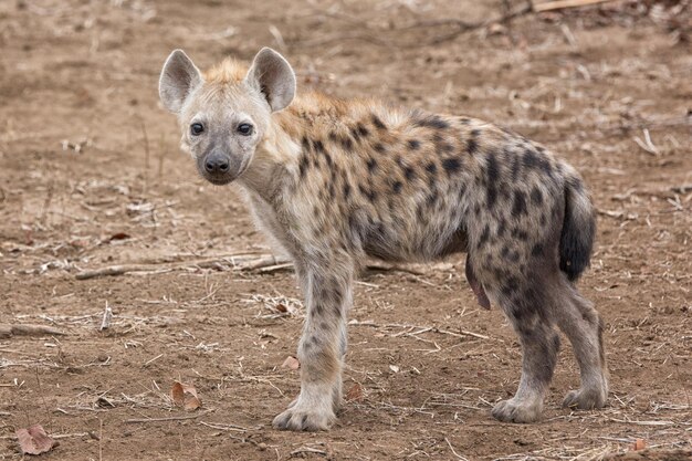 Hiena africana com manchas pretas