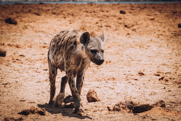 La hiena caminando por la tierra