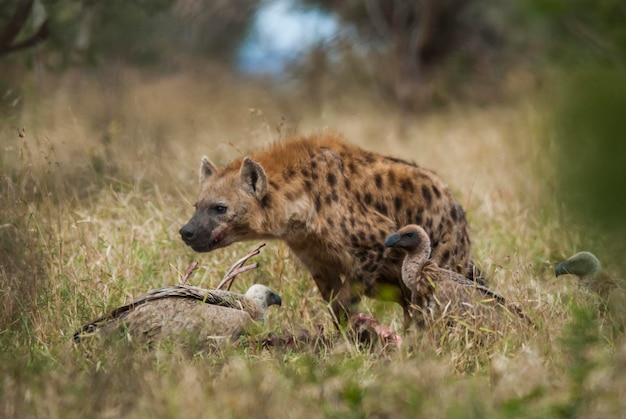 Foto hiena comendo kruger national park áfrica do sul