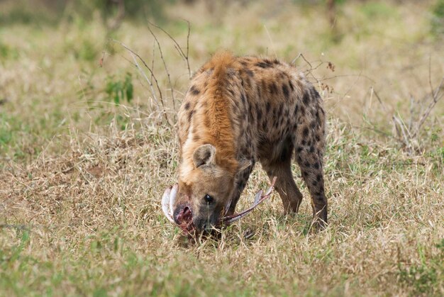 Hiena comendo Kruger National Park África do Sul