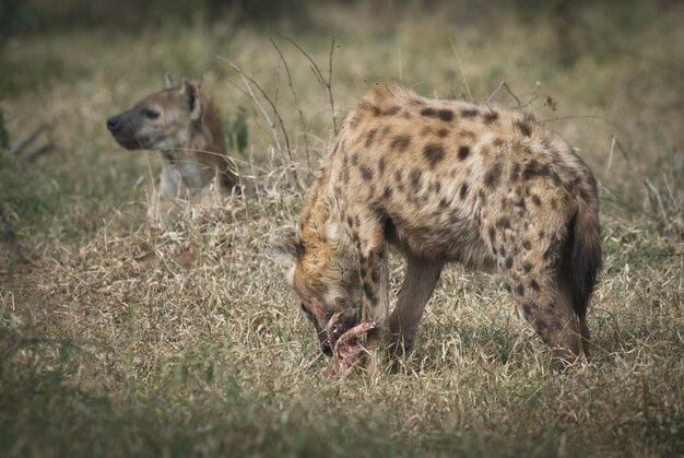 Hiena comendo Kruger National Park África do Sul