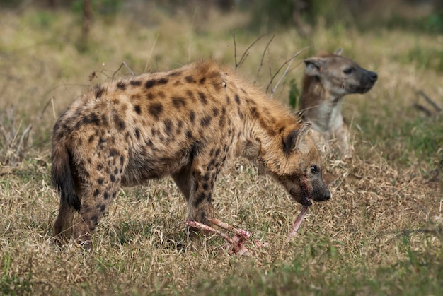 Hiena comendo Kruger National Park África do Sul