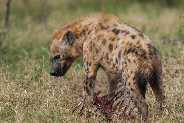 Hiena comiendo Parque Nacional Kruger Sudáfrica