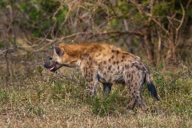 Hiena comiendo Parque Nacional Kruger Sudáfrica