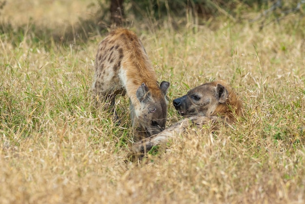 Hiena comiendo Parque Nacional Kruger Sudáfrica