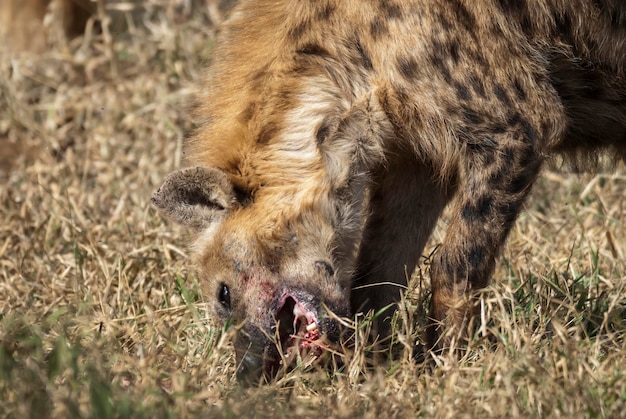 Hiena comiendo Parque Nacional Kruger Sudáfrica