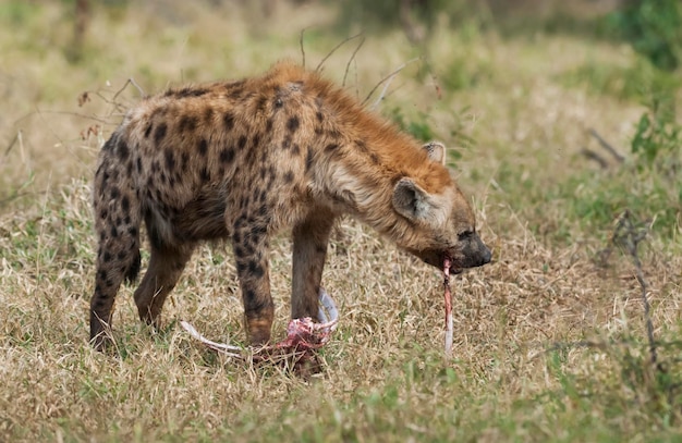 Hiena comiendo Parque Nacional Kruger Sudáfrica