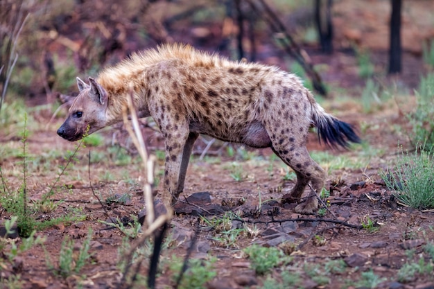 Foto hiena de pé no campo na floresta