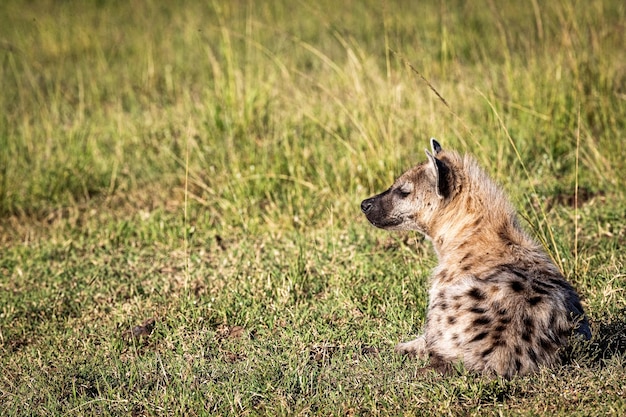 Hiena deitada na grama africana