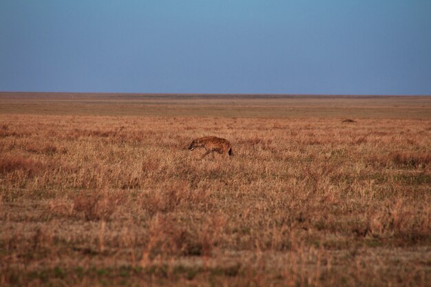 Hiena em safari no Quênia e na Tanzânia, África