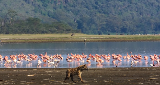 La hiena está cazando flamencos. Lago Nakuru, Kenia