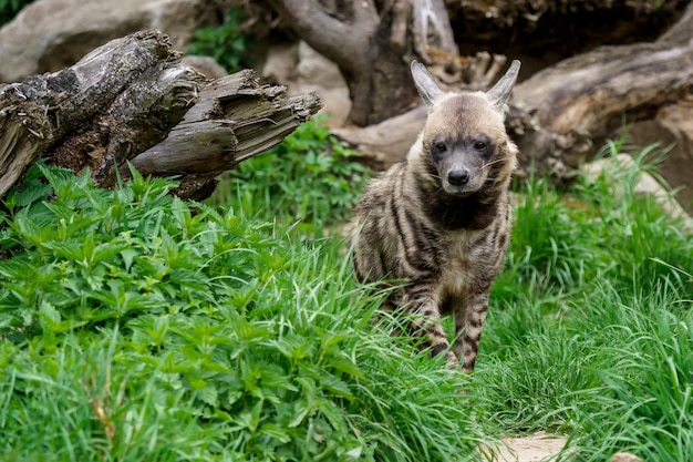 Hiena listrada hyaena hyaena sultana