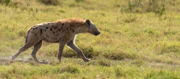 Hiena-malhada (Crocuta crocuta) no Parque Nacional do Quênia