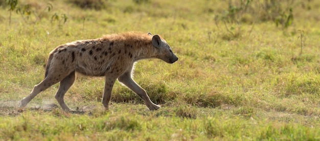 Hiena manchada (Crocuta crocuta) en el parque nacional de Kenia