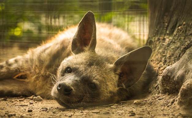 La hiena manchada descansa y duerme en el suelo cerca del árbol.