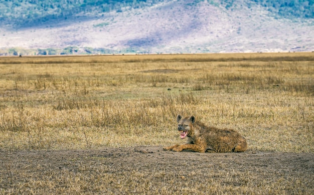 Hiena manchada gruñendo el cráter del Ngorongoro Tanzania