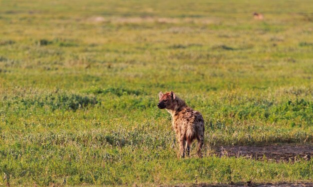 Hiena manchada en la sabana del Serengeti, Tanzania