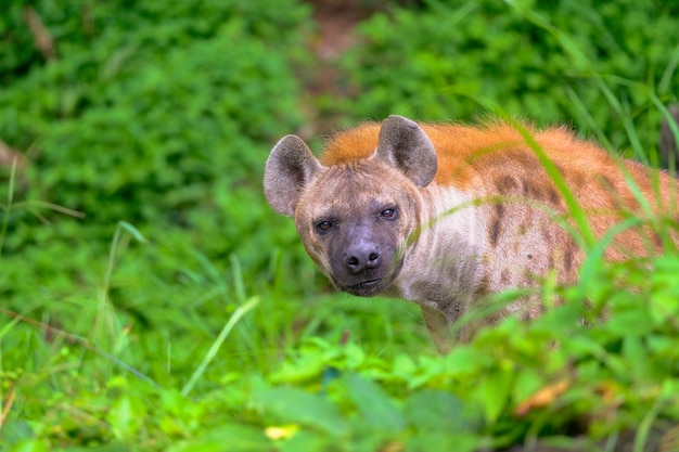 Hiena manchada en el safari.