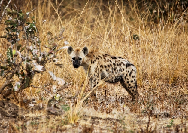 Hiena manchada en la savana africana