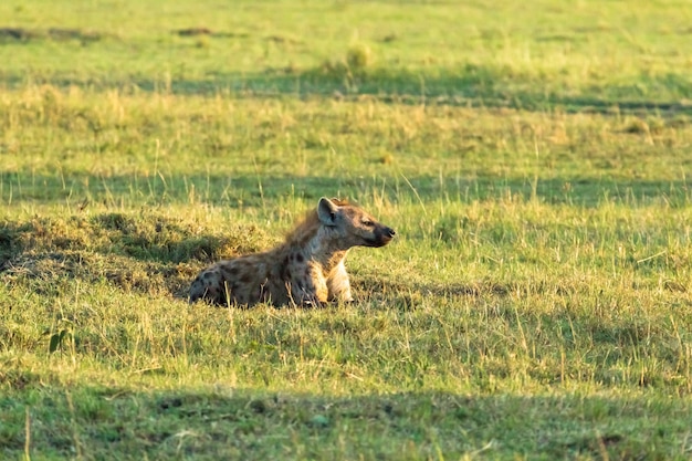Hiena marrón durmiendo en la hierba Kenia, África