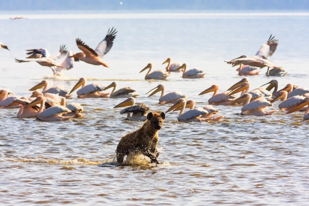 Hiena na margem do lago nakuru, quênia