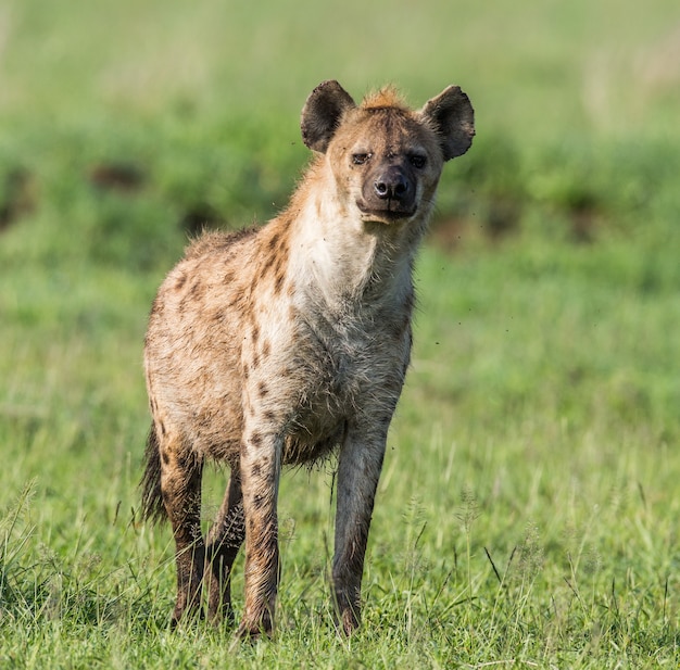 Hiena na savana. África. Tanzânia. Parque Nacional do Serengeti.