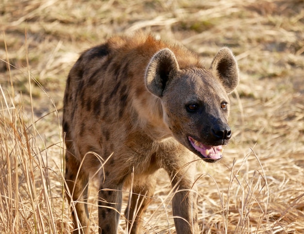 Hiena en el Parque Nacional South Luangwa