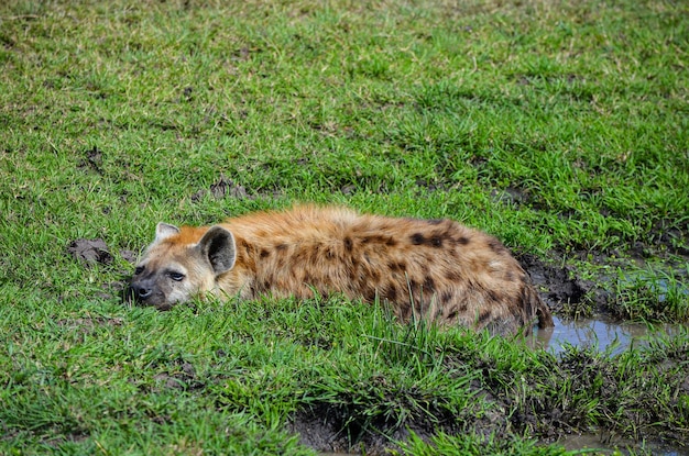 Hiena relaxando em uma poça de lama na savana Masai Mara Kenya África