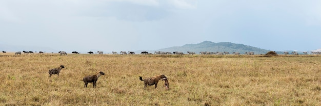 Hiena segurando uma presa, Serengeti, Tanzânia, África