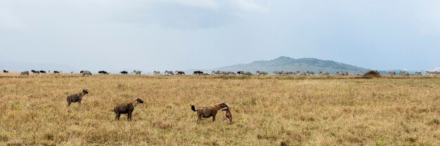 Hiena sosteniendo una presa, Serengeti, Tanzania, África