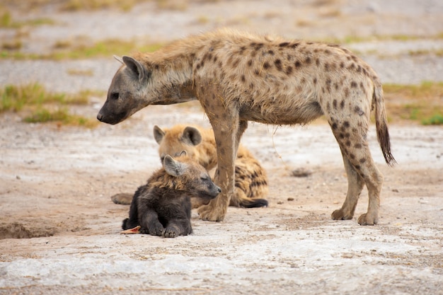 Hienas na savana do Quênia, em safári