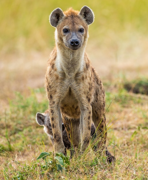 Hienas na savana