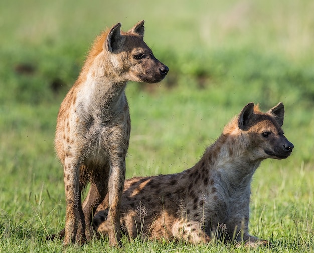 Hienas en la sabana. África. Tanzania. Parque Nacional del Serengeti.