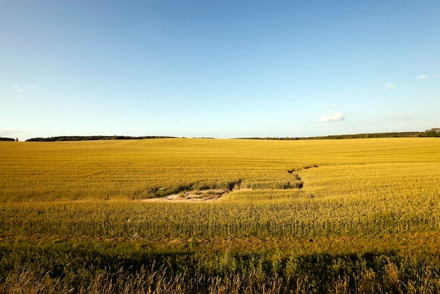 La hierba agrícola crece