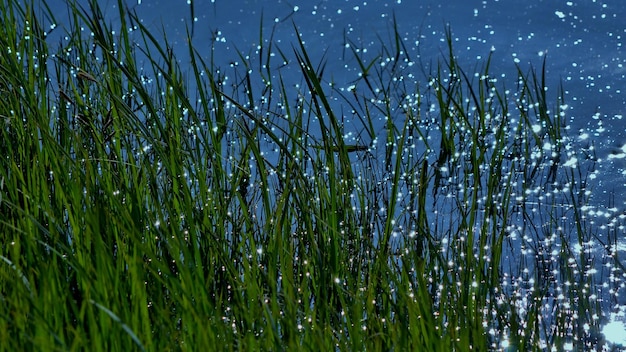 hierba en el agua con gotas de agua en ella