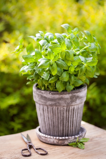 Hierba de albahaca fresca en maceta en jardín