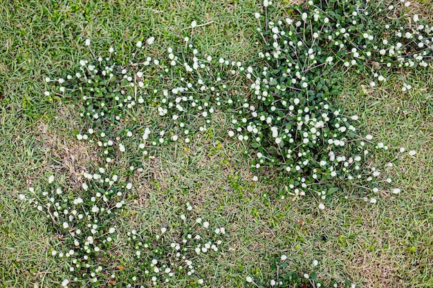 Foto la hierba alta silvestre en flor en la naturaleza