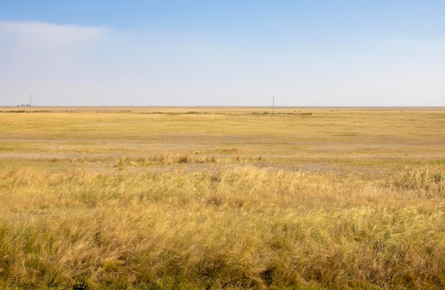 La hierba amarilla de la estepa en Kazajstán Astana Asia Central